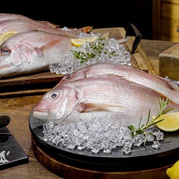 [수협] 국내산 자연산 참돔 500g x 5마리