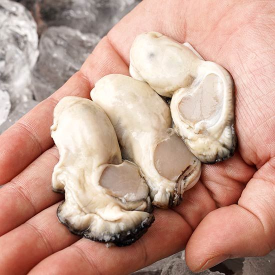 [물맛남] 품질보장 통영 당일작업 햇 생굴 2kg 싱싱팩포장
