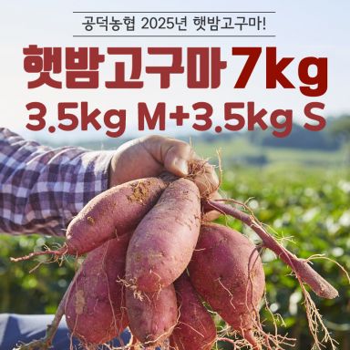 2025 농협 김제 특등급 햇 밤고구마 7kg(3.5kg*2박스)_S/M사이즈