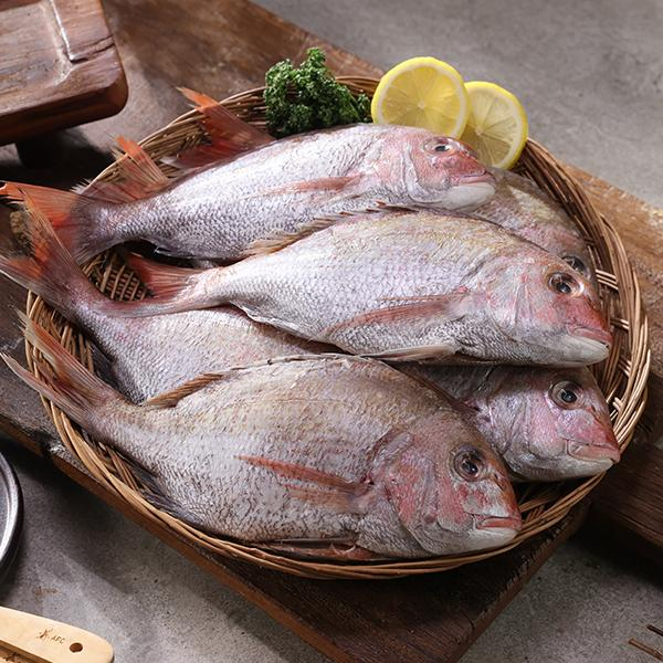 국내산∙자연산 반건조 참돔 300g×7+1마리 [방송최다구성]