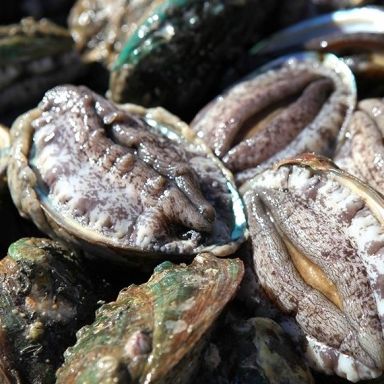 [남해바다전복영어조합] 완도활전복 대왕특대 120g이상&times;8마리