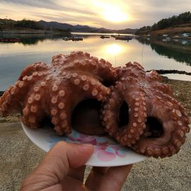 산지직송 고흥 손질 자숙 통 돌문어 1미 (생물기준 1.5kg)