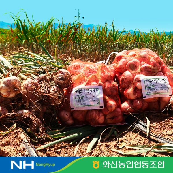 [미주]2026 햇 해남마늘 50통(반접)_ M사이즈, 특등급