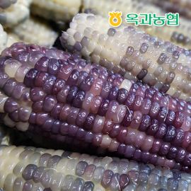 옥과농협 계약재배 흑찰옥수수 20개 (특품)