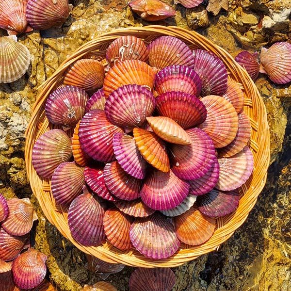주식회사 덕이네 [물맛남] 통영직송 달큰한 활 홍가리비 1kg (kg당25미내외)