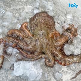 [도리마켓] 국내산 당일 조업 여수 돌문어 1kg (1-4미)