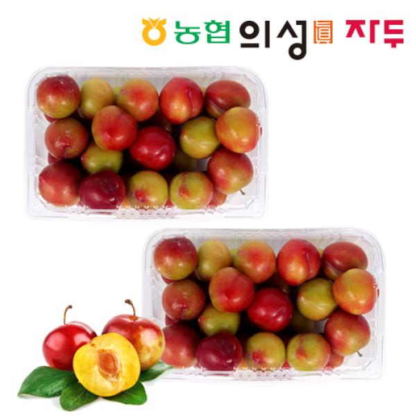 [의성진] 26년 햇 자두_포모사 자두 2.4kg (1.2kg*2팩)