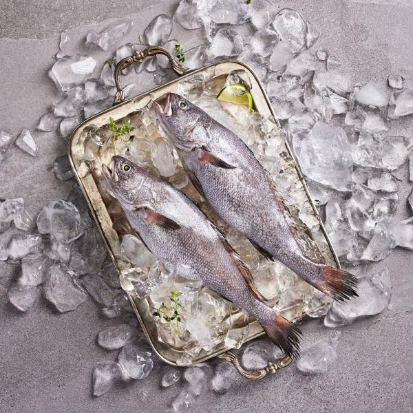 [우리참바다] 국내산 반건조 특대 통민어 400g×8마리