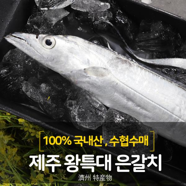 [살수록할인]제주은갈치 왕특대 420g×4마리