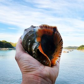 산지직송 고흥 제철 참소라 1kg (중사이즈,7-9미)