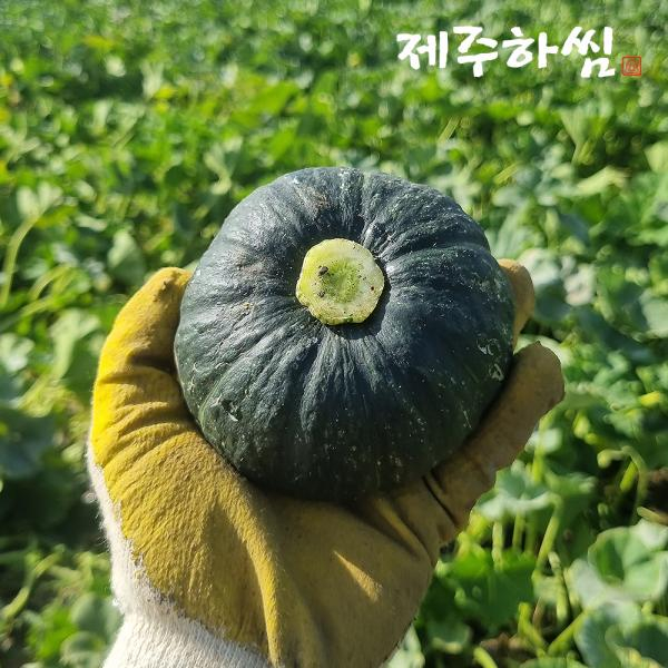 햇 제주하씸 미니 단호박 10kg