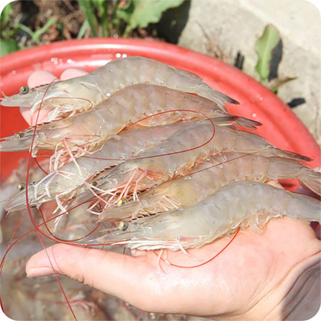 활흰다리새우 1kg (26년첫출하,산지직송)