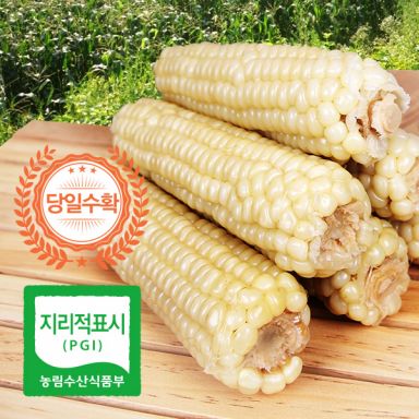 [25년 수확 햇옥수수] 괴산대학 찰옥수수 30개