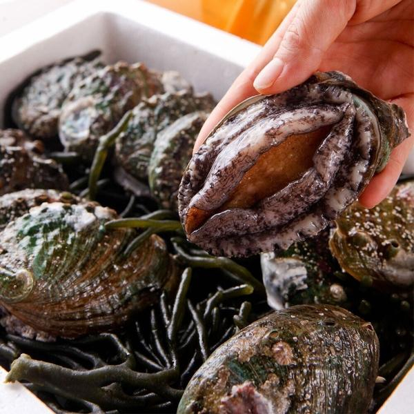 완도 활 전복 중 17마리, 총700g (1미/50~60g)