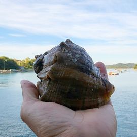 산지직송 고흥 제철 참소라 1kg (대사이즈,3-6미)