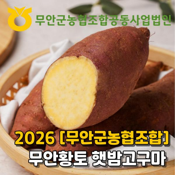 2026 [무안농협] 햇 무안황토 밤고구마 7kg