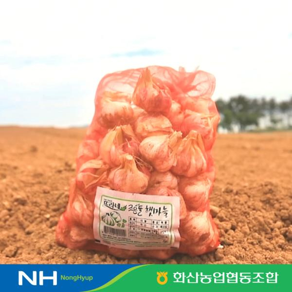 2026 햇 해남마늘 200통(두접)_ M사이즈, 특등급