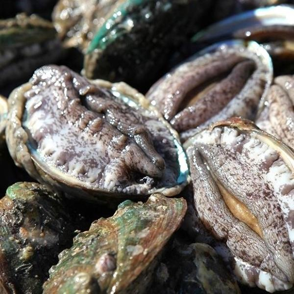 [완도천재진전복] 완도 활전복 대왕특대 110g×15마리