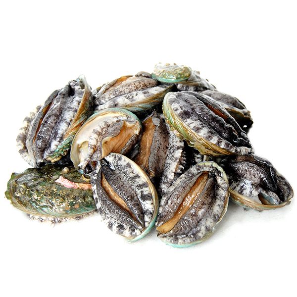 완도 참 전복 1kg (20-22마리)
