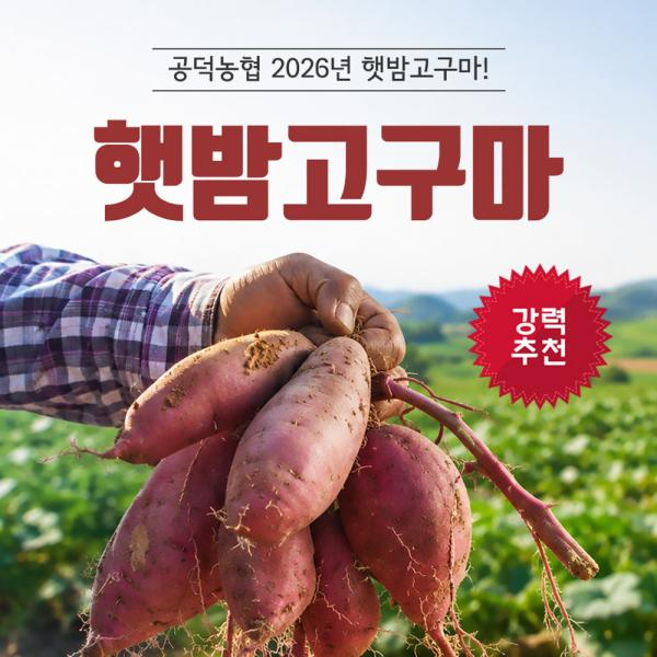 2026 농협 김제 밤고구마 7kg_M/L사이즈랜덤