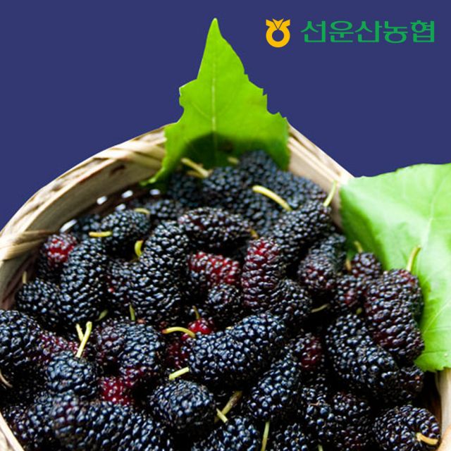 선운산농협복분자가공사업소 고창 선운산농협 오디 생과 10kg