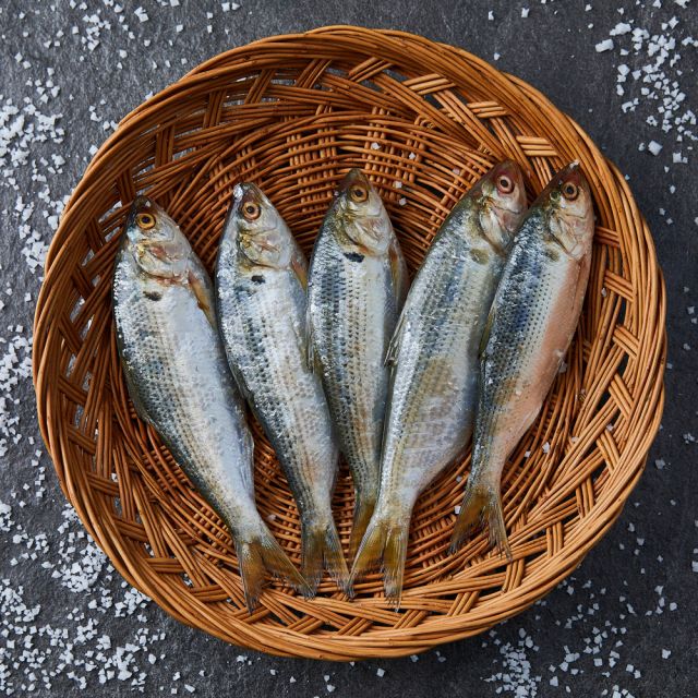 강진 산지직송 자연산 햇 전어 구이용 1kg 13~17미