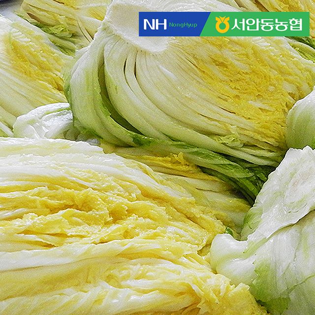 [즉시출고] [서안동농협] HACCP 풍산 절임배추 10kg
