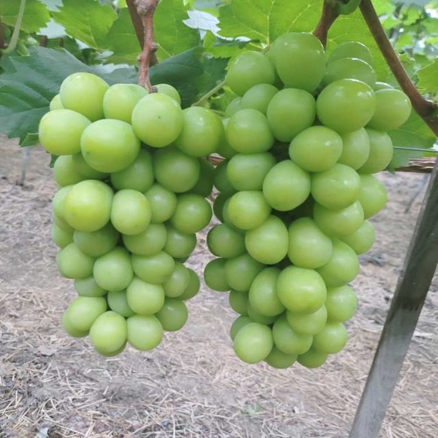 파인밀 [파인밀] 고당도 경북 꿀 샤인머스캣 실속/프리미엄 1kg 2kg